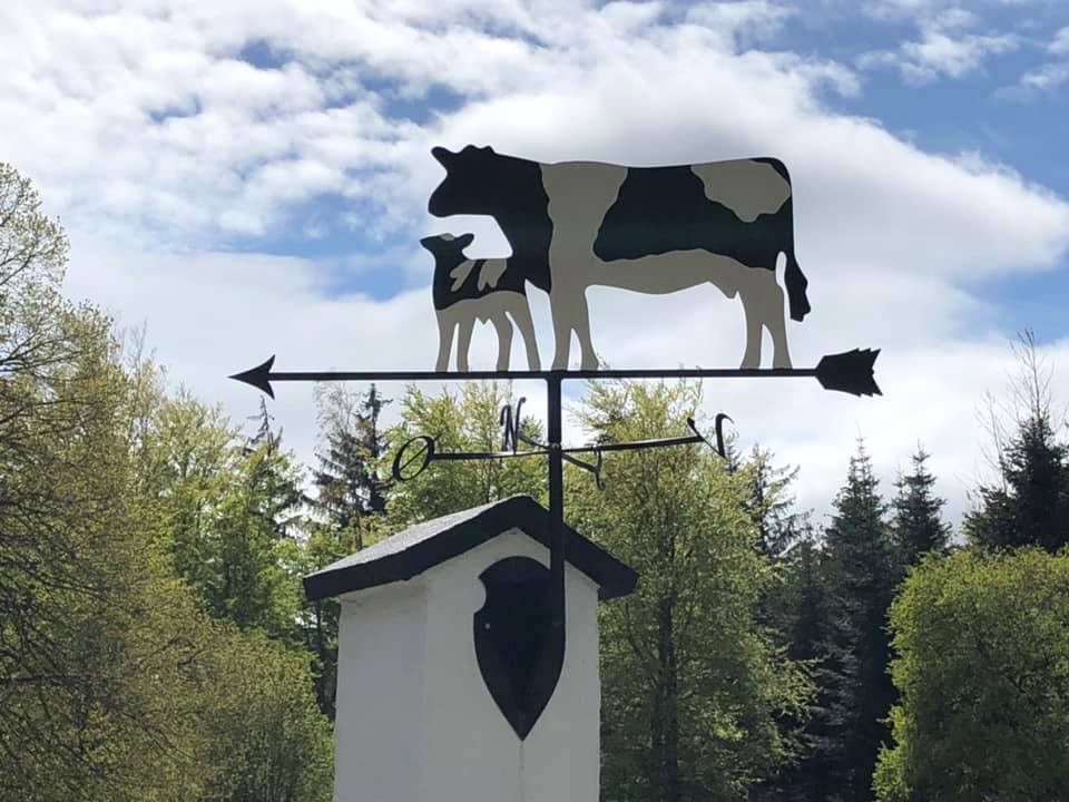 Vejr Ko med kalv broget